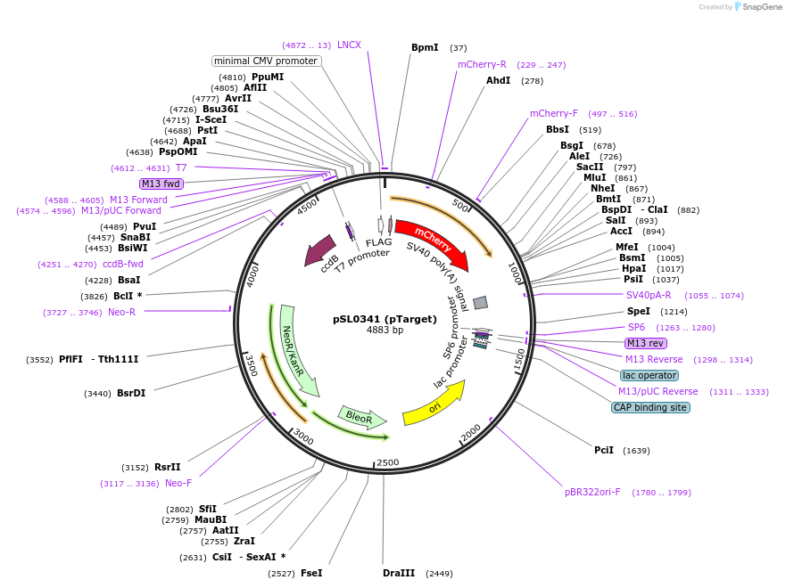 200906-plasmid-map-sequence-id-394113