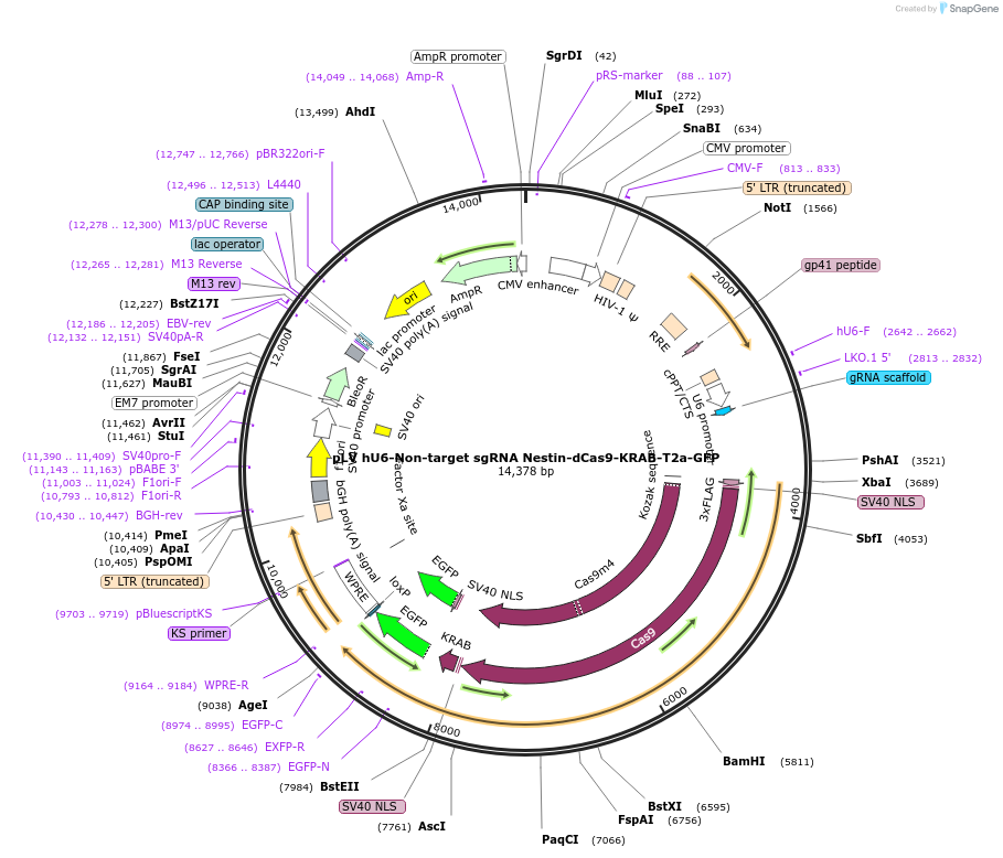 196989-plasmid-map-sequence-id-394115