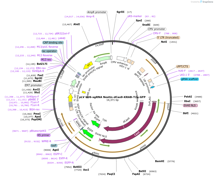 196988-plasmid-map-sequence-id-394116