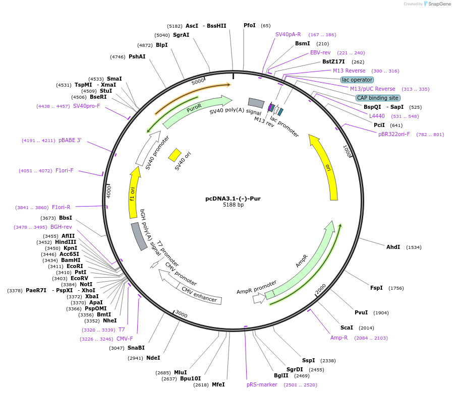 200458-plasmid-map-sequence-id-394118