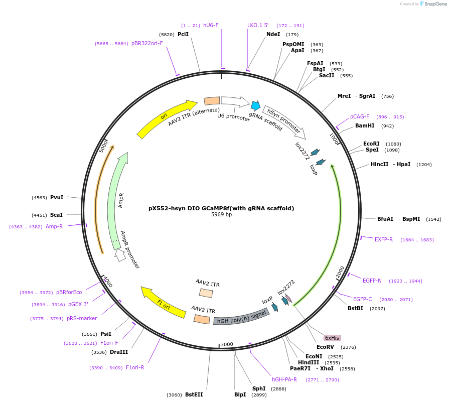 199580-plasmid-map-sequence-id-394119