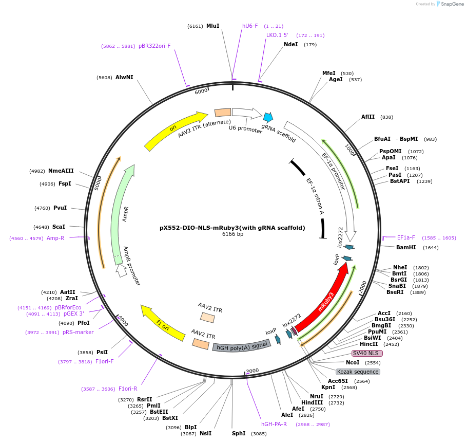 199583-plasmid-map-sequence-id-394123