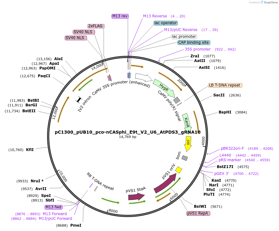 197965-plasmid-map-sequence-id-394124