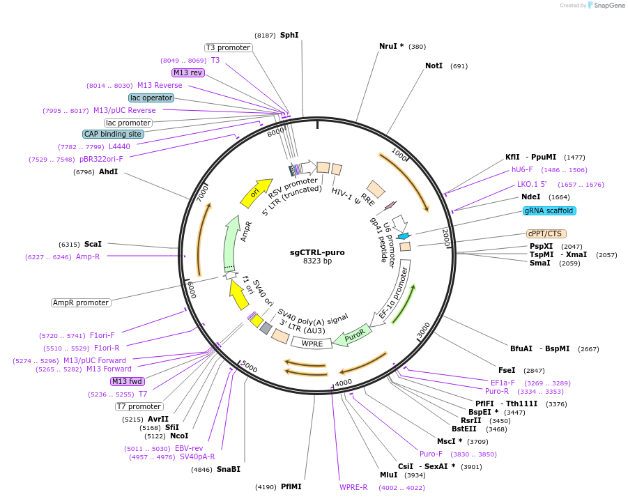 199634-plasmid-map-sequence-id-394129