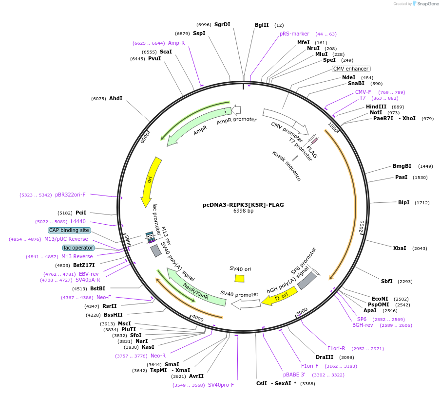 199325-plasmid-map-sequence-id-394140