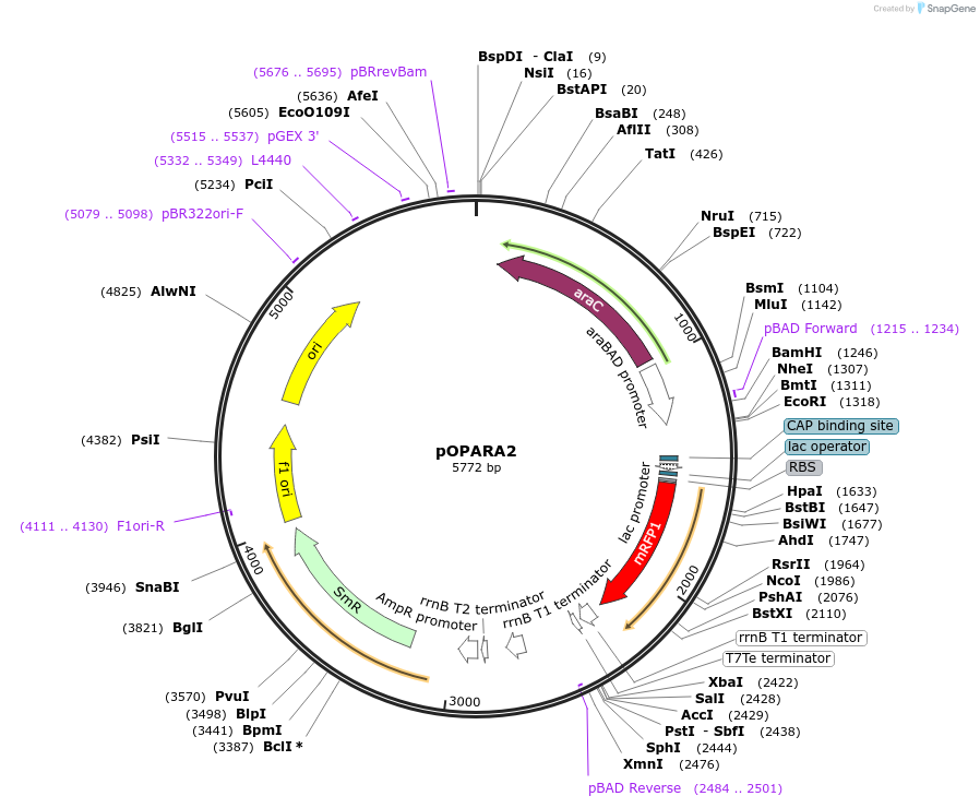 200417-plasmid-map-sequence-id-394144
