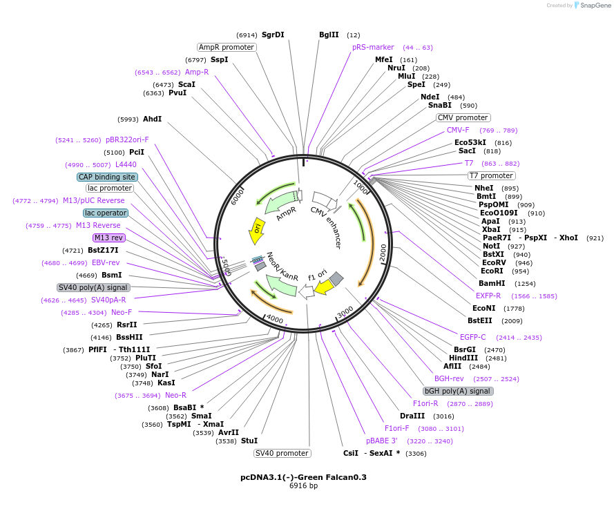 199704-plasmid-map-sequence-id-394147