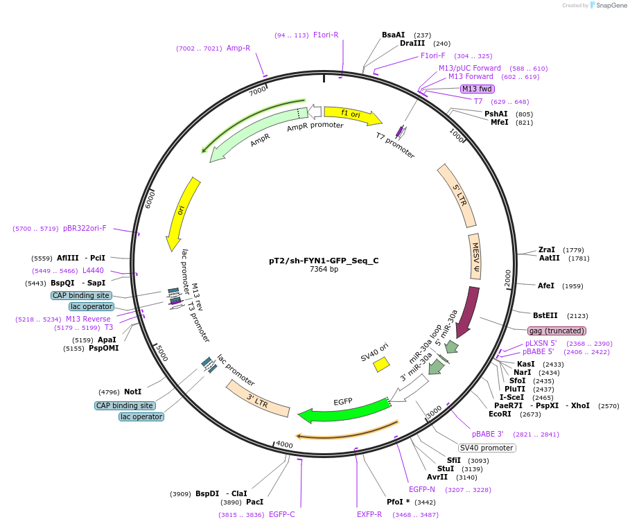 201399-plasmid-map-sequence-id-394152