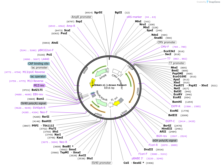 199706-plasmid-map-sequence-id-394154