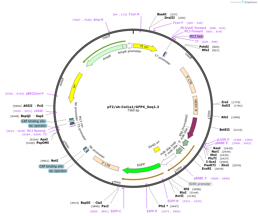 201403-plasmid-map-sequence-id-394155