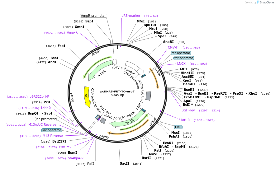 201025-plasmid-map-sequence-id-394161