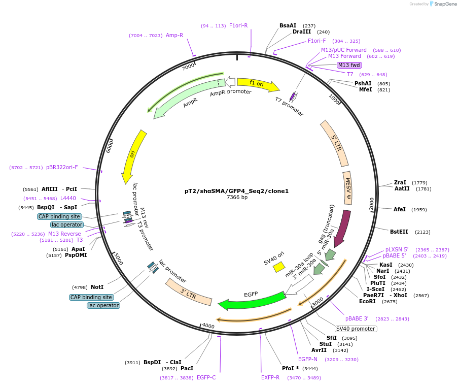 201402-plasmid-map-sequence-id-394260