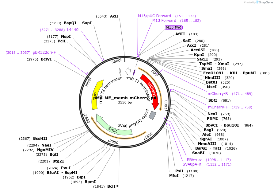 200528-plasmid-map-sequence-id-394261