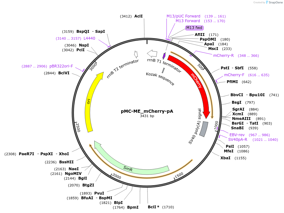 200521-plasmid-map-sequence-id-394262