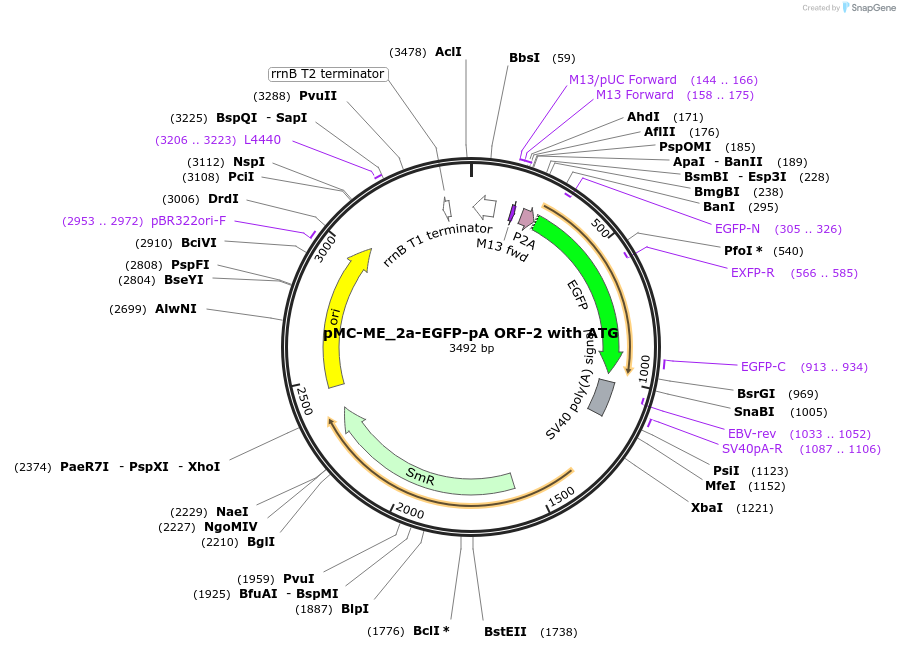 200515-plasmid-map-sequence-id-394264