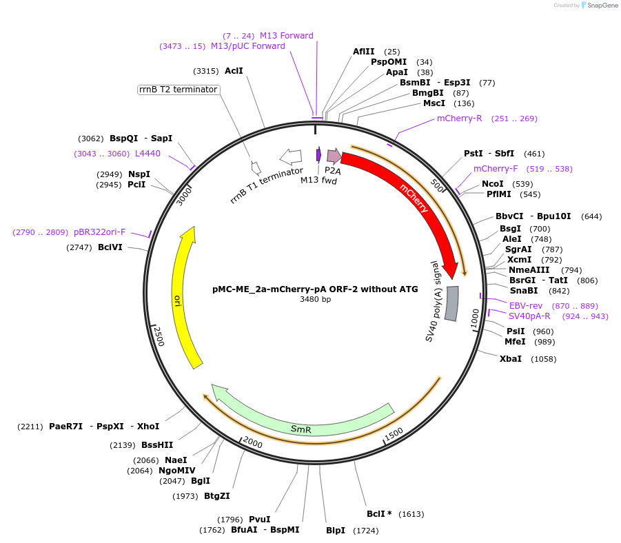 200526-plasmid-map-sequence-id-394268