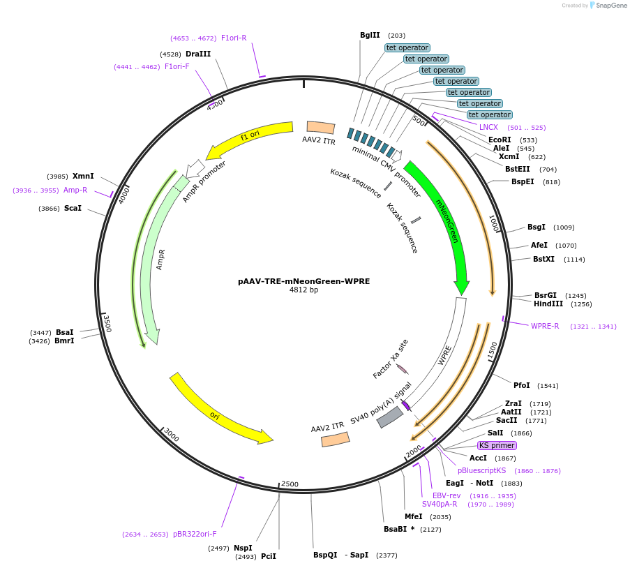 193341-plasmid-map-sequence-id-394269