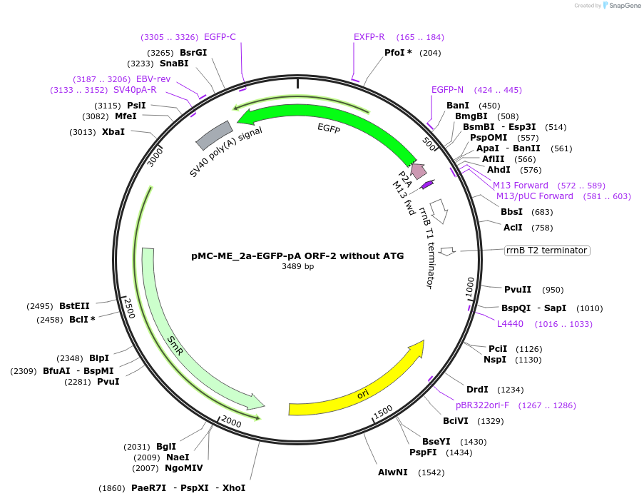 200518-plasmid-map-sequence-id-394270
