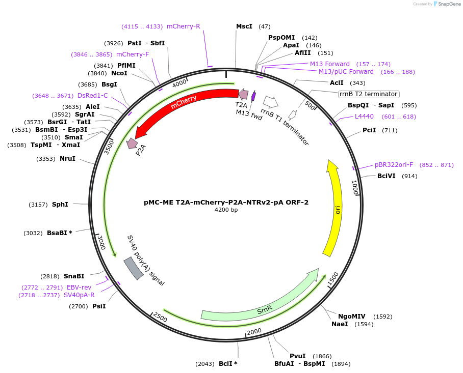 200530-plasmid-map-sequence-id-394272