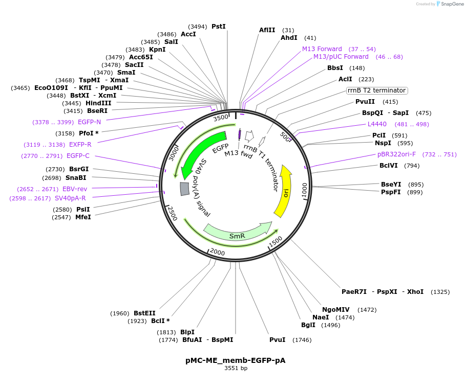 200520-plasmid-map-sequence-id-394274