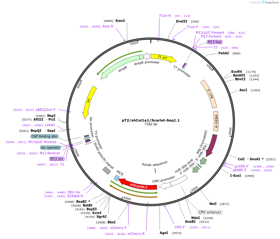 201401-plasmid-map-sequence-id-394278