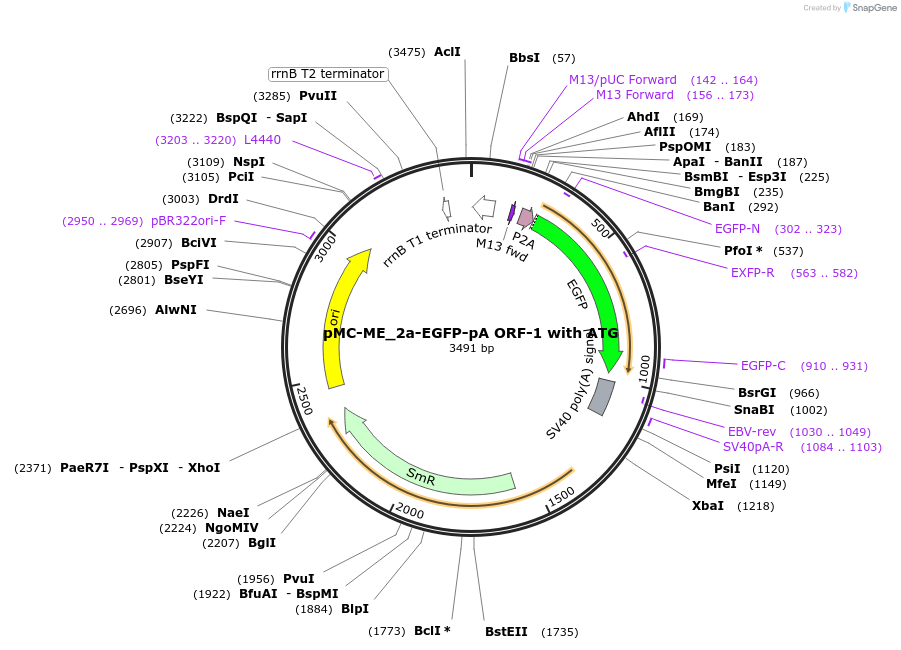 200514-plasmid-map-sequence-id-394329