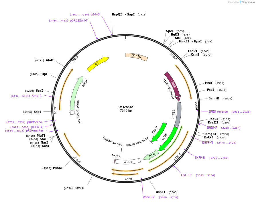 25435-plasmid-map-sequence-id-39433