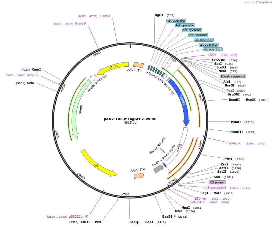 193339-plasmid-map-sequence-id-394336