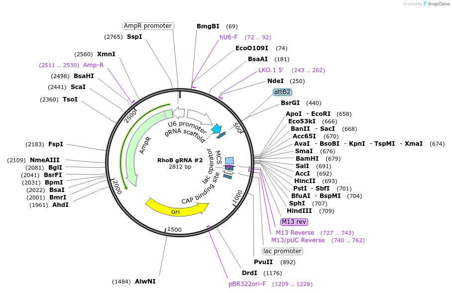 198722-plasmid-map-sequence-id-394345