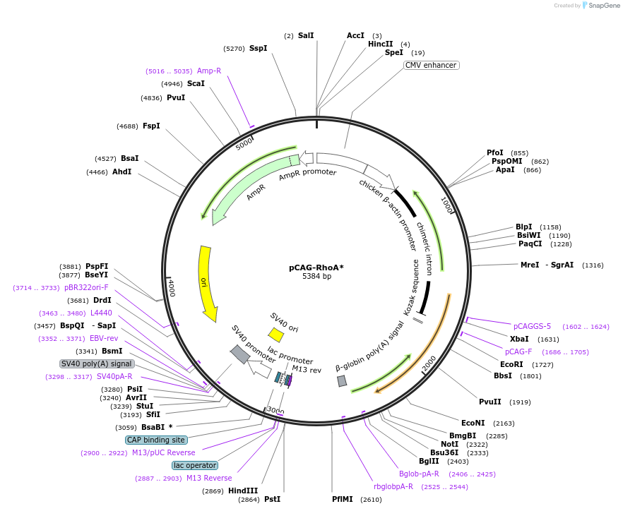 198716-plasmid-map-sequence-id-394350