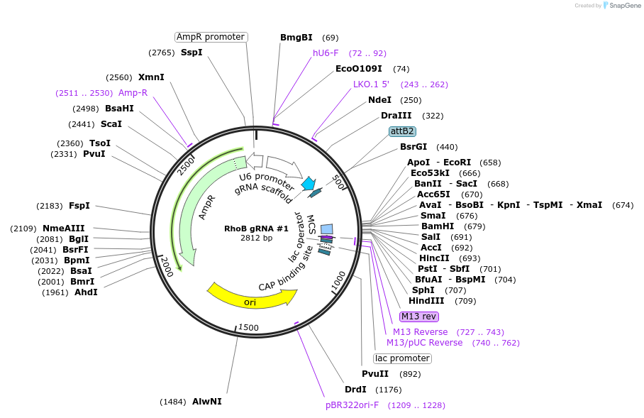 198721-plasmid-map-sequence-id-394363