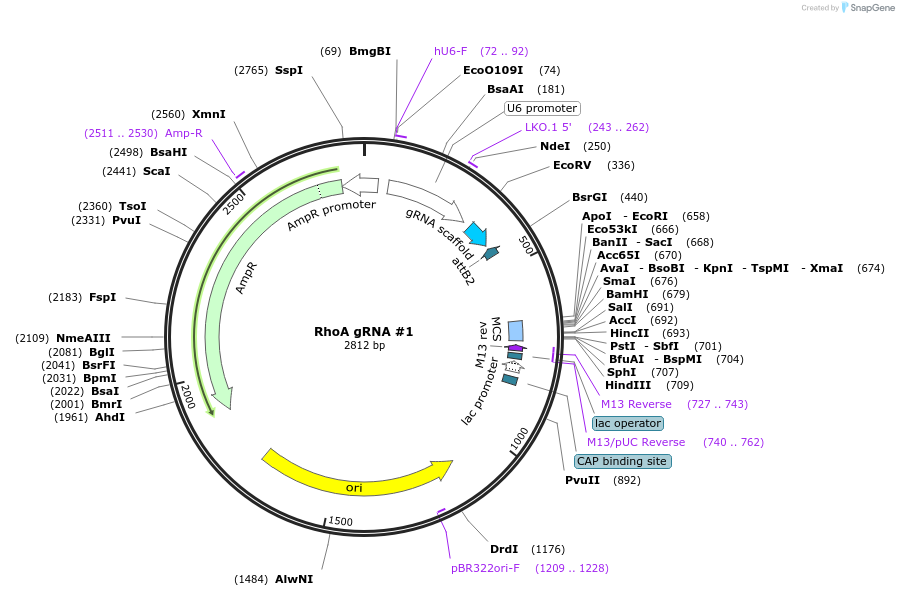 198718-plasmid-map-sequence-id-394368