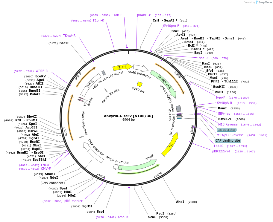 199422-plasmid-map-sequence-id-394405