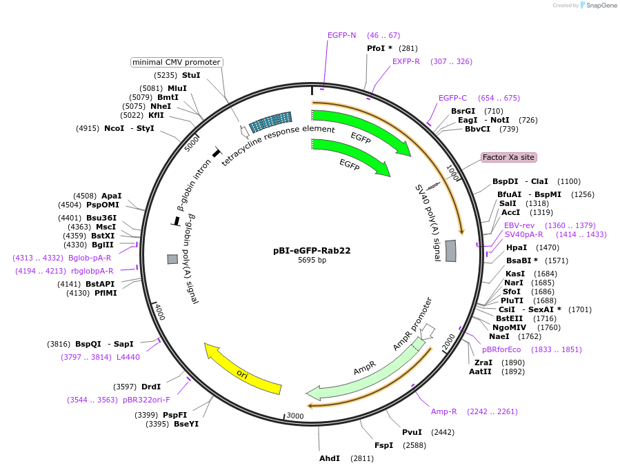 200264-plasmid-map-sequence-id-394409