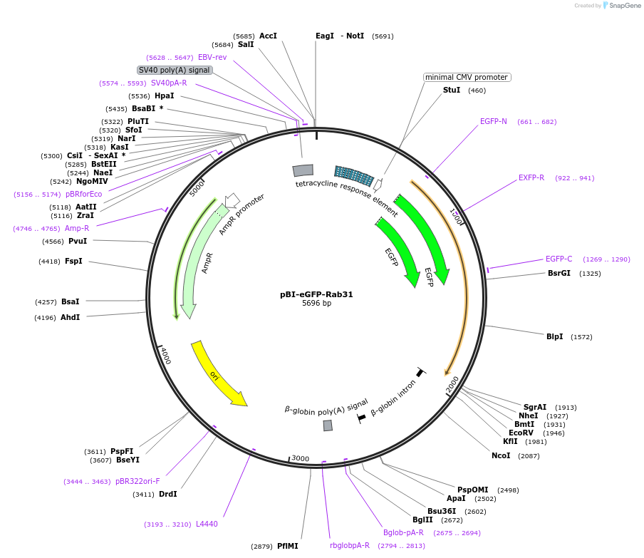 200265-plasmid-map-sequence-id-394430