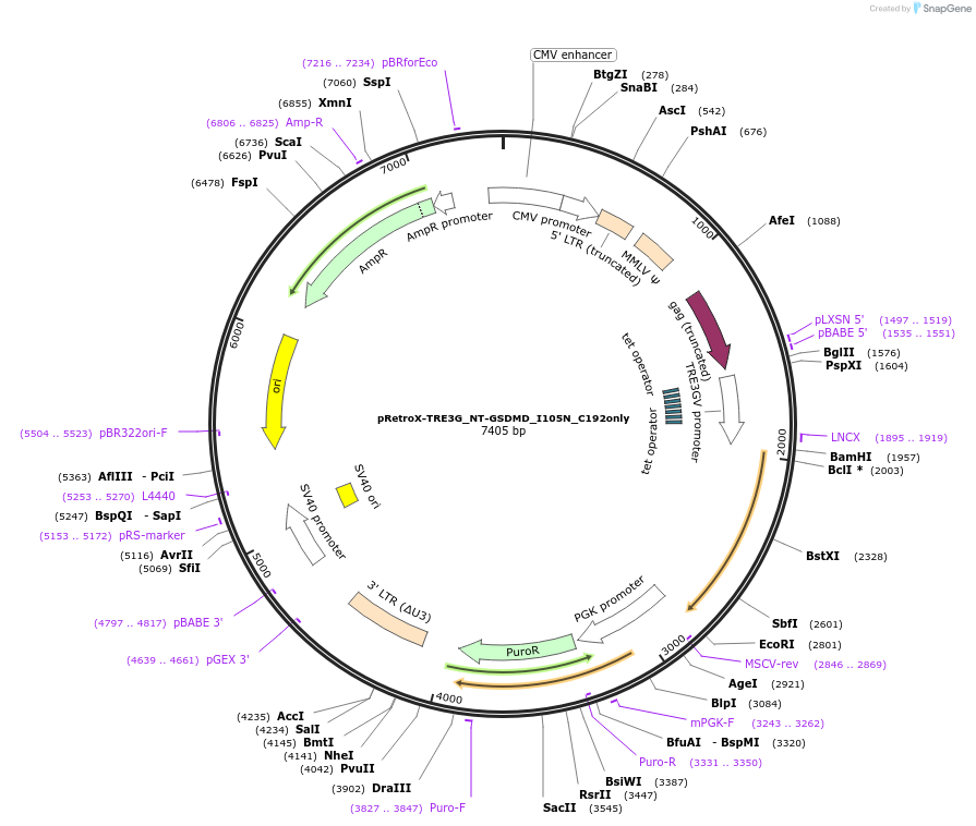 201178-plasmid-map-sequence-id-394438