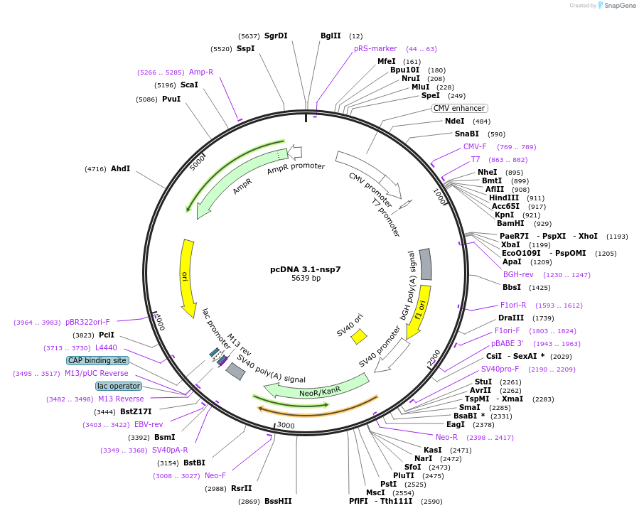 201026-plasmid-map-sequence-id-394446
