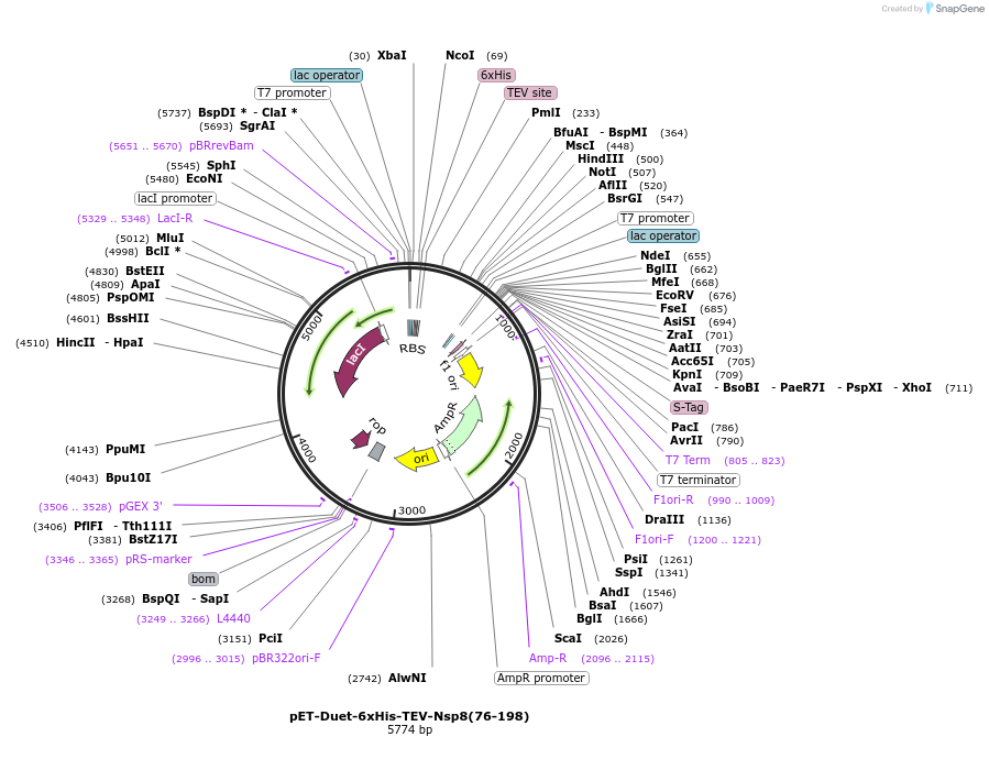 201024-plasmid-map-sequence-id-394447