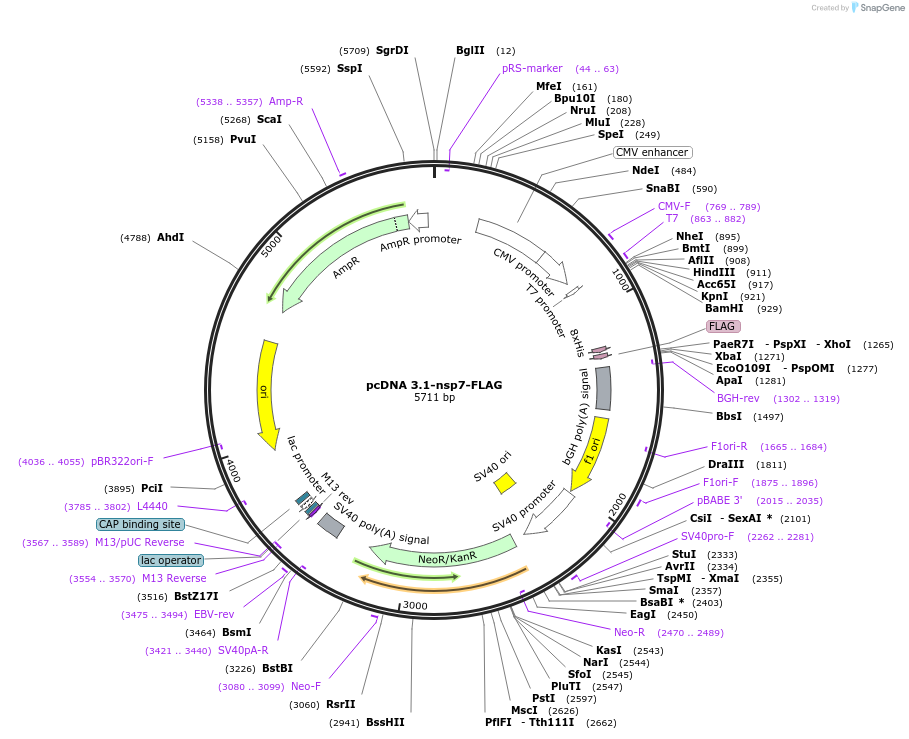 201027-plasmid-map-sequence-id-394458