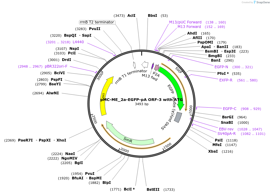 200516-plasmid-map-sequence-id-394470