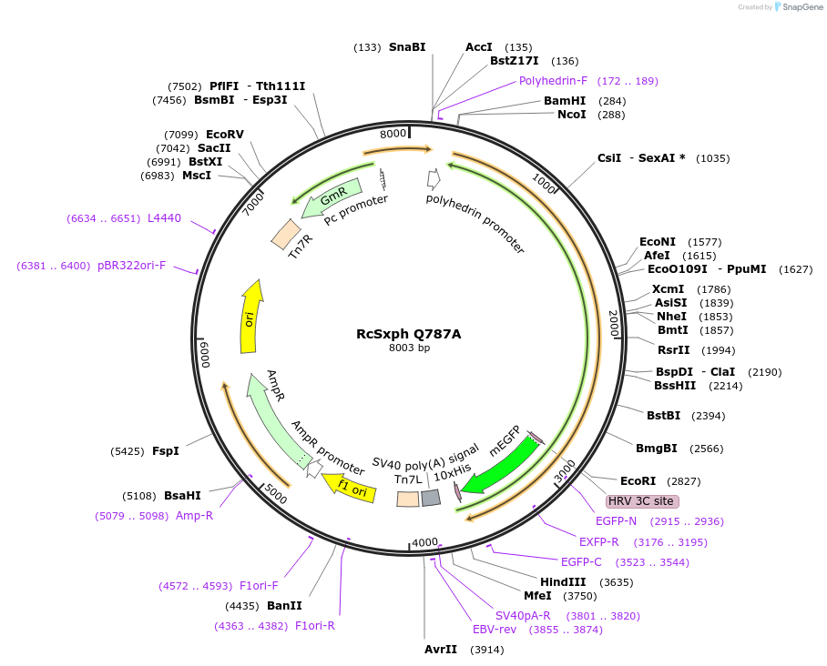 194037-plasmid-map-sequence-id-394474