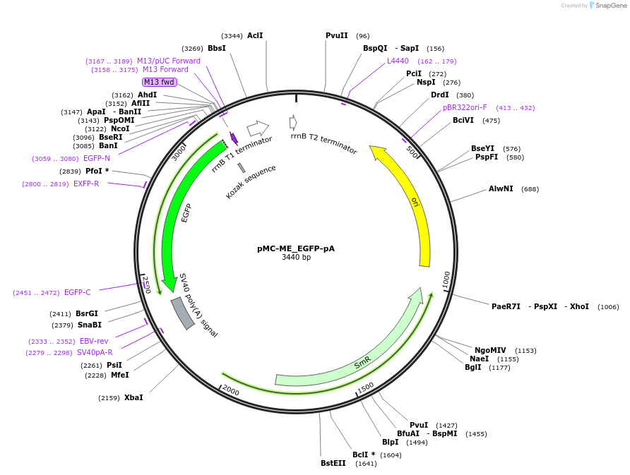 200513-plasmid-map-sequence-id-394477