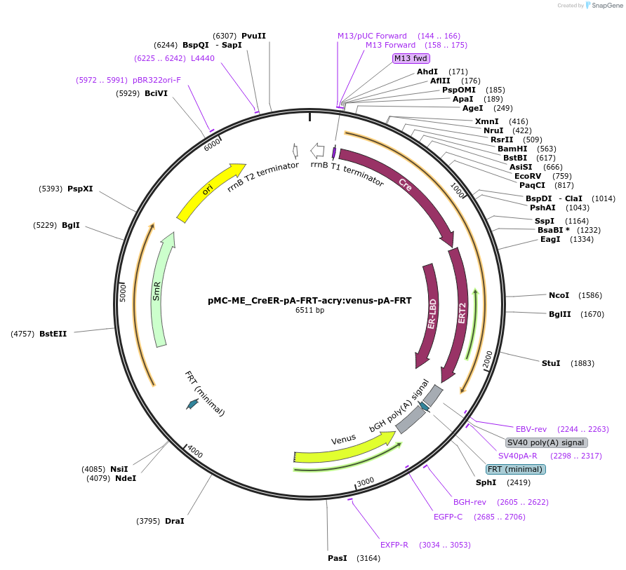 200543-plasmid-map-sequence-id-394480