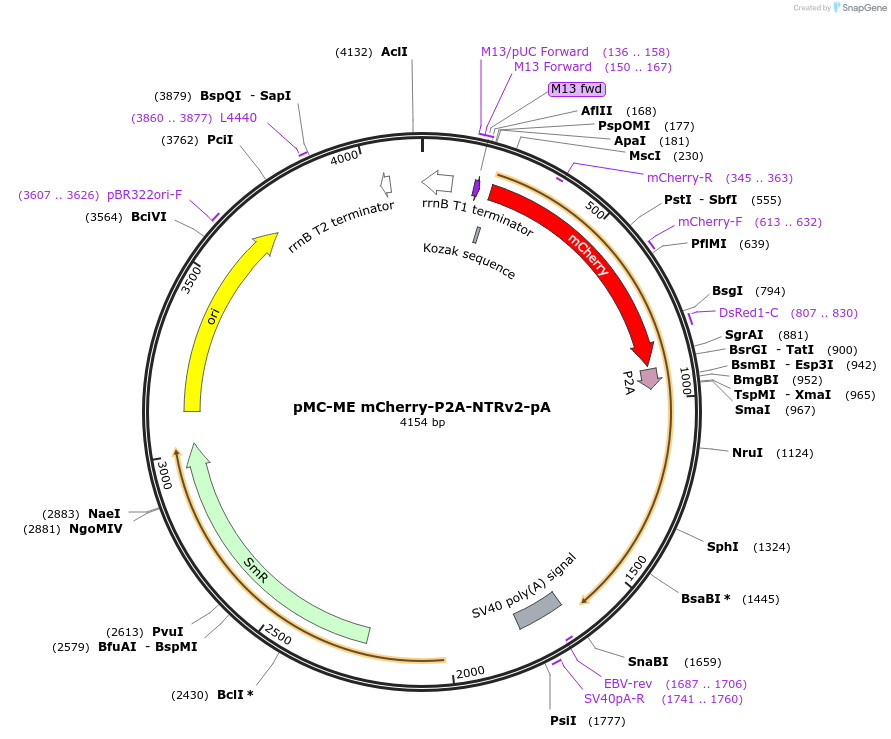 200532-plasmid-map-sequence-id-394482