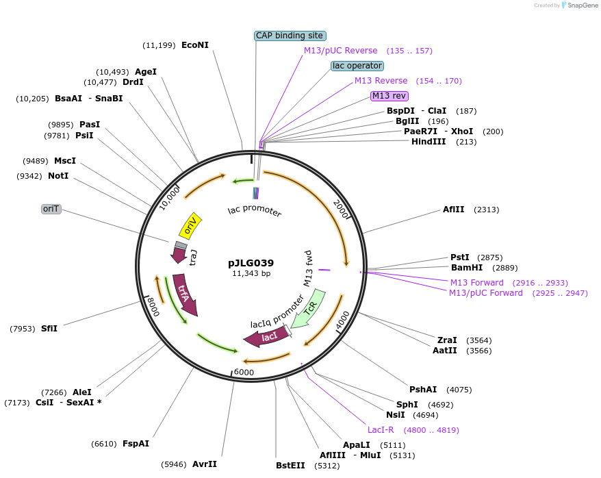 192982-plasmid-map-sequence-id-394485