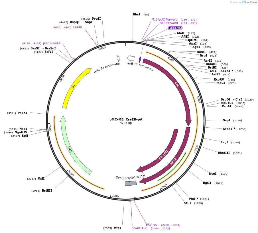 200542-plasmid-map-sequence-id-394486