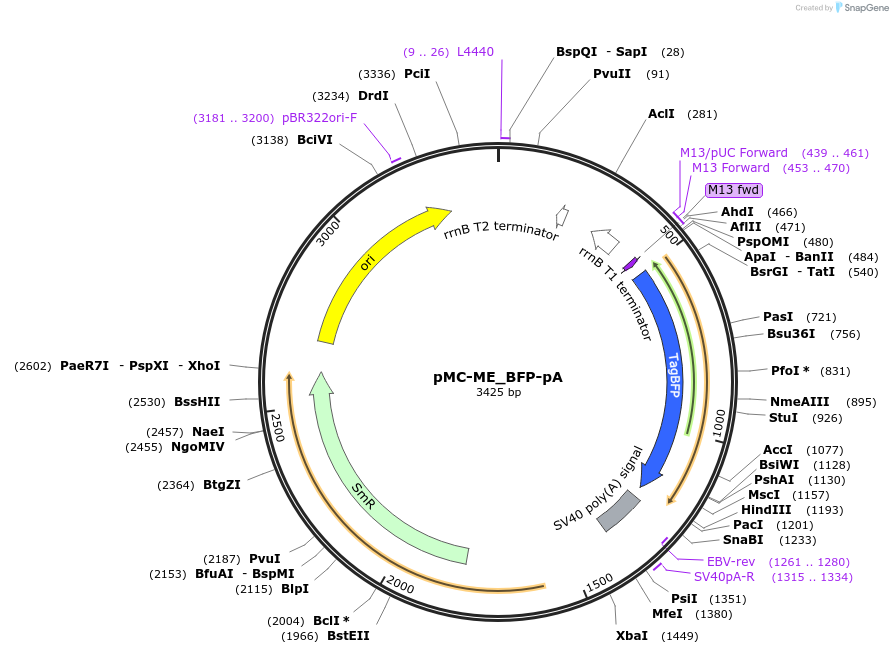 200533-plasmid-map-sequence-id-394487