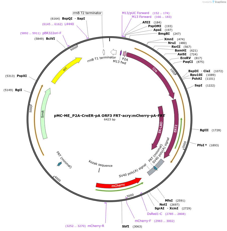 200547-plasmid-map-sequence-id-394489