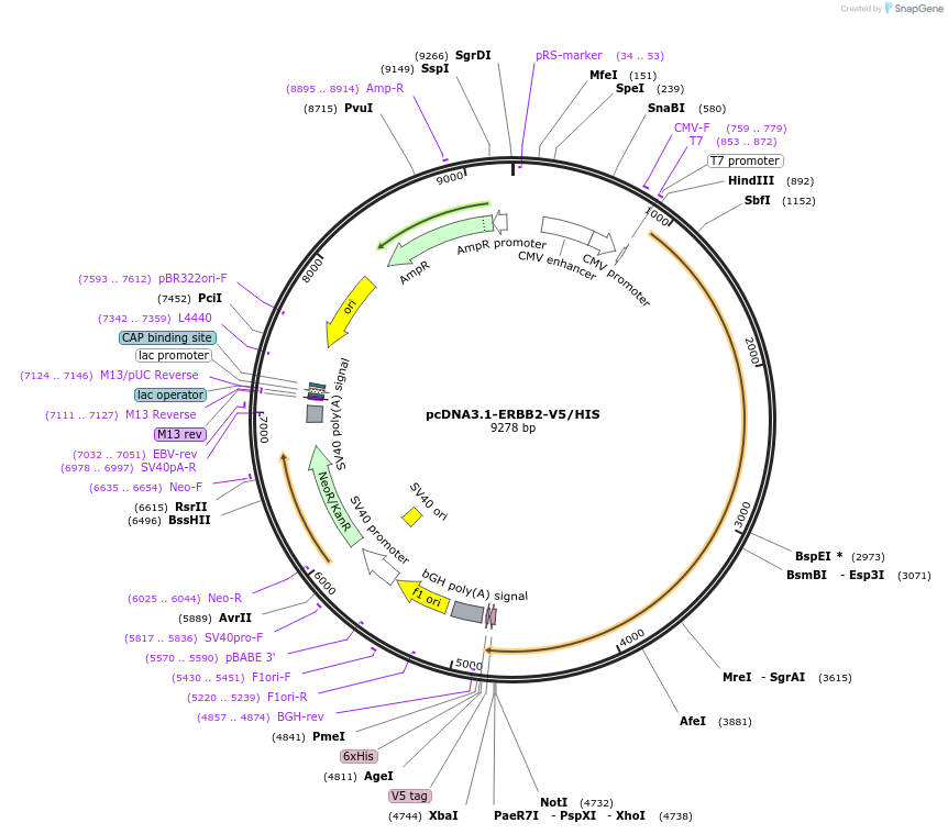 201103-plasmid-map-sequence-id-394492