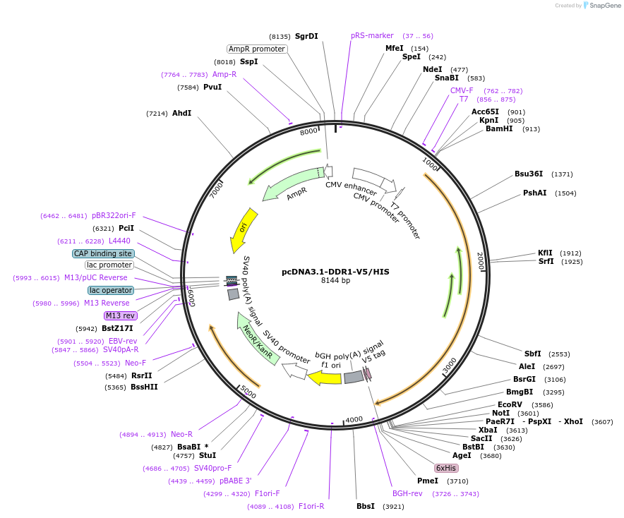 201100-plasmid-map-sequence-id-394495